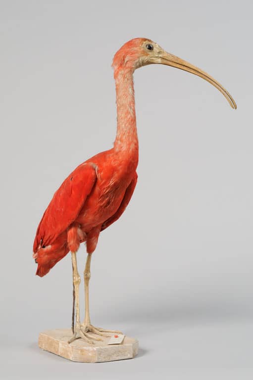 Ibis rouge ou Eudocimus ruber, provenant du Brésil et collecté par Florent Prévost (1794-1870), Musée George Sand et de la Vallée Noire, La Châtre