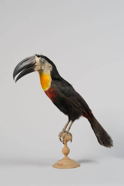 Toucan ariel (Ramphastos vitellinus), collecté par M. H. K. LICHTENSTEIN en 1823, provient de Guyane, oiseau naturalisé, MLC 2011.0.115 - © F. Lauginie